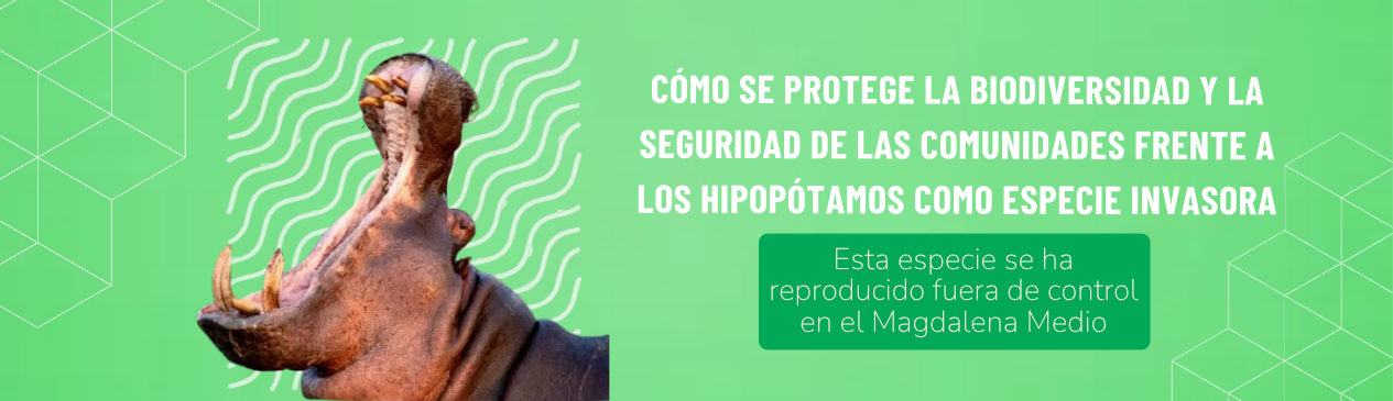 Control de hipopótamos en Colombia: qué está pasando y qué medidas evalúa el Gobierno