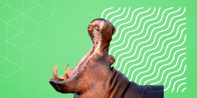 Control de hipopótamos en Colombia: qué está pasando y qué medidas evalúa el Gobierno