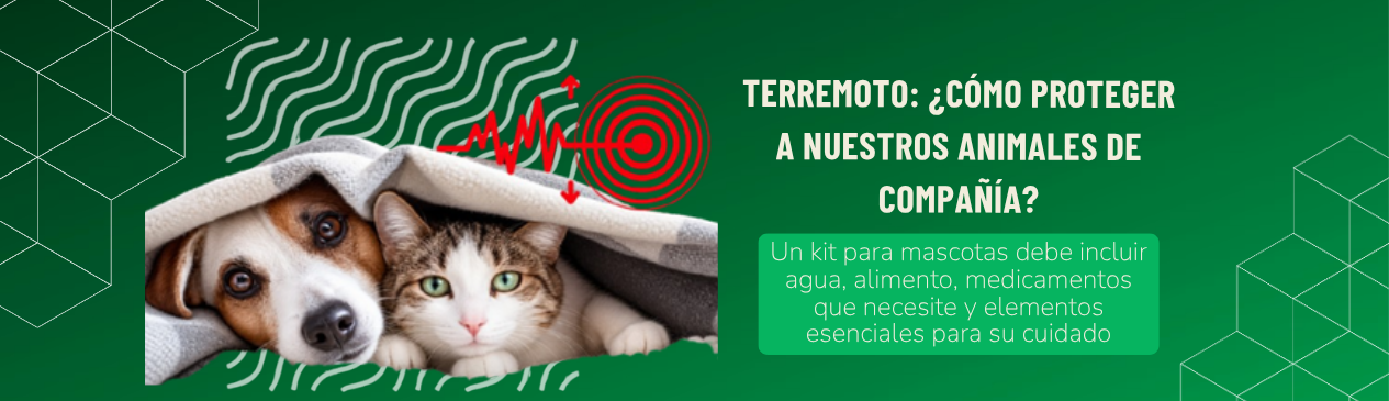 Terremoto: ¿cómo proteger a nuestros animales de compañía?