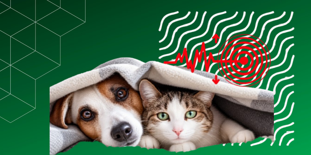 Terremoto: ¿cómo proteger a nuestros animales de compañía?